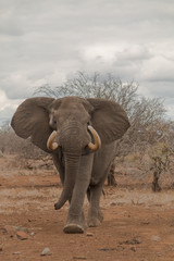 Fototapeta na wymiar Elephant in action, South Africa