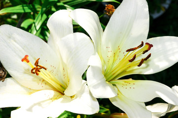 Fototapeta na wymiar Beautiful white garden lily close-up.