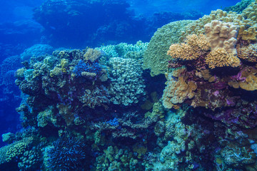 Naklejka na ściany i meble underwater Coral reef landscape at the Red Sea, Egypt