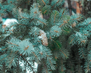 branches of a spruce