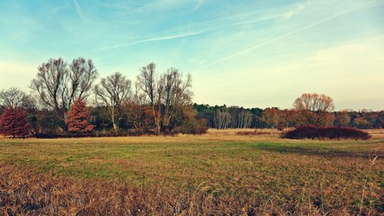 Wiesenlandschaft am Waldrand