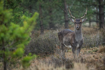 Fallow deer in the heathland