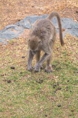 Chacma Baboon in the Kruger national park, South Africa