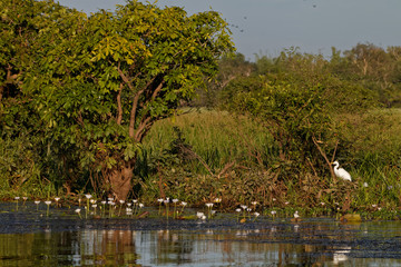 Park Narodowy Kakadu, Australia