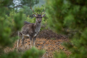 Fallow deer in the heathland
