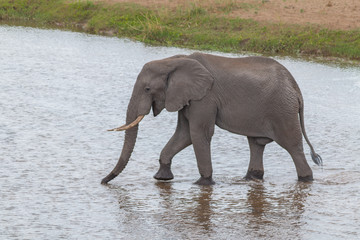 Elephant drinking and walking in the water, Kruger national park, South Africa
