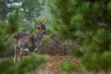 Fallow deer in the heathland