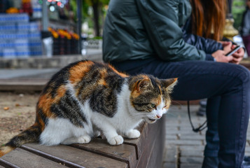 Cute cat on street in Istanbul, Turkey