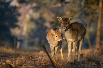 Fallow deer with spotted fawn in the heathland