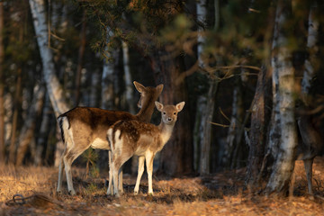 Naklejka na ściany i meble Fallow deer with spotted fawn in the heathland