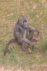 Chacma Baboon in the Kruger national park, South Africa