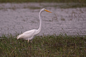 Grande aigrette