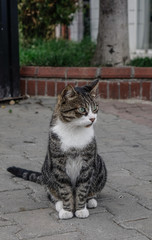 Obraz premium Cute cat on street in Istanbul, Turkey
