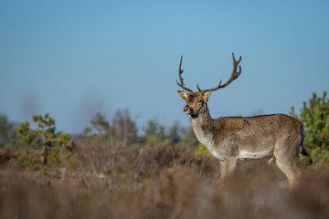 Fallow deer in the heathland