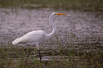 Obraz premium Grande aigrette