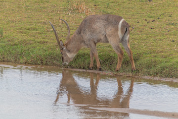 Waterbuck in the meadow, South Africa