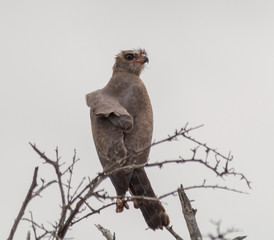 Harris Hawk on a branch, South Africa