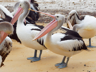 Pelican on standby for food