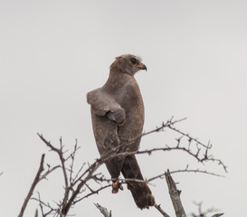 Harris Hawk on a branch, South Africa