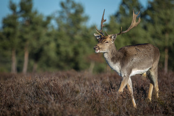Fallow deer in the heathland