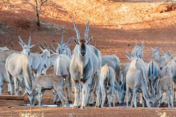 Eland Herd