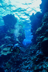 Fototapeta na wymiar underwater Coral reef landscape at the Red Sea, Egypt