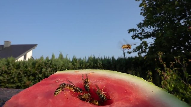 Deutsche Wespen (Vespa germanica) fressen an Wassermelone