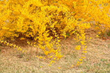 Forsythia flower in a garden