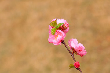Flowering plum blossoms in the garden