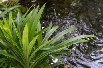 Pandanus amaryllifolius, Thai  ingredient  food for smell and sweetness in mornight light