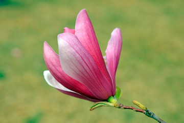 Magnolia flower in the wild