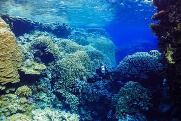 Fototapeta na wymiar underwater Coral reef landscape at the Red Sea, Egypt