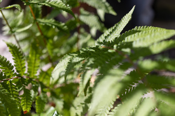 Nephrolepis cordifolia fern in  outdoor garden for background