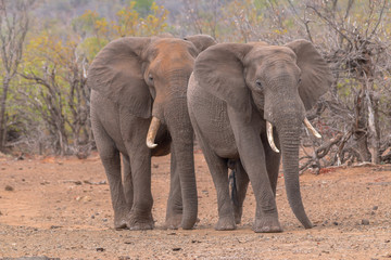 Fototapeta premium Elephants in the Kruger national park, South Africa