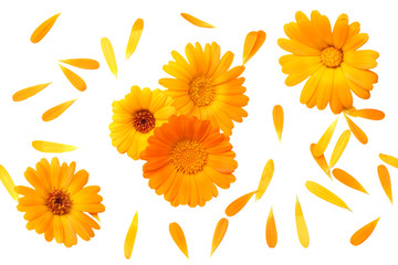 marigold flowers with petals isolated on white background. calendula flower. top view - obrazy, fototapety, plakaty