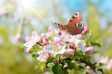 Frühling 443