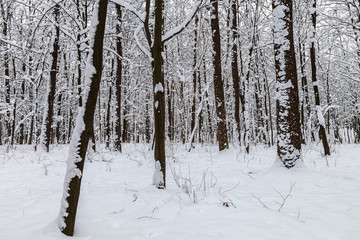 Winter forest. Trees under the snow. Nature. Landscape