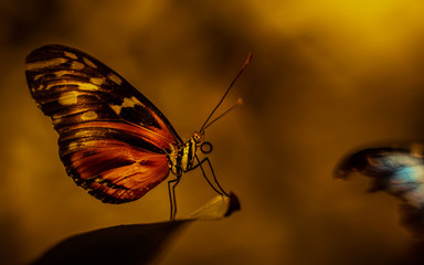Schmetterling sitzt auf Blatt im Abendrot Stimmung Ausschau halten 