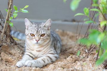 Naklejka na ściany i meble Lovely cute tubby cat with beautiful yellow eyes on white sand in garden outdoor