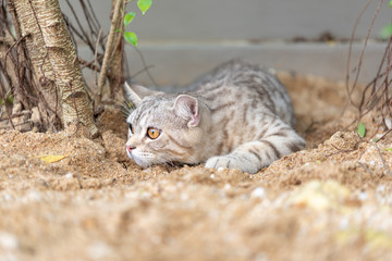 Lovely cute tubby cat with  beautiful yellow eyes on white sand in garden outdoor