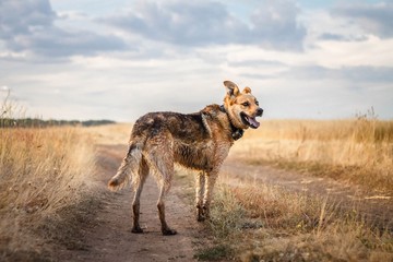 wet dog stands on the road in the field and is waiting for the owner