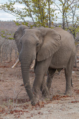 Fototapeta na wymiar Elephant eating, South Africa