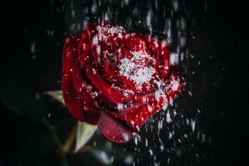 snow flakes fall on a red rose in a black background
