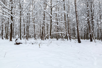 Winter forest. Trees under the snow. Nature. Landscape