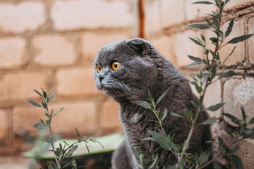 gray scottish fold cat near a brick wall with surprise looks to the side