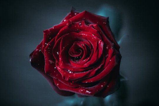 red velvet rose on a blue background with droplets of moisture