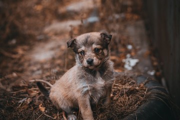 brown cute puppy in autumn