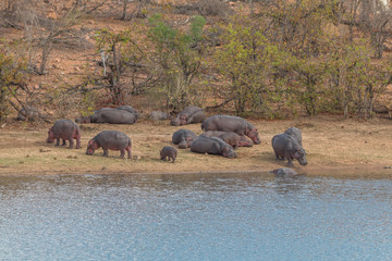 Naklejka na ściany i meble Hippos in their habitat, Kruger national park, South Africa
