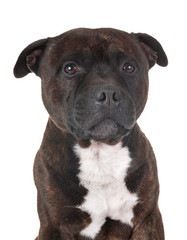 staffordshire bull terrier