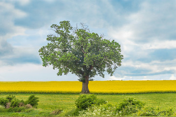Fototapeta na wymiar One green tree in the green and yellow field in spring